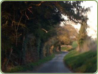 This is as good as it gets - a Barn Owl (god i'm getting old)